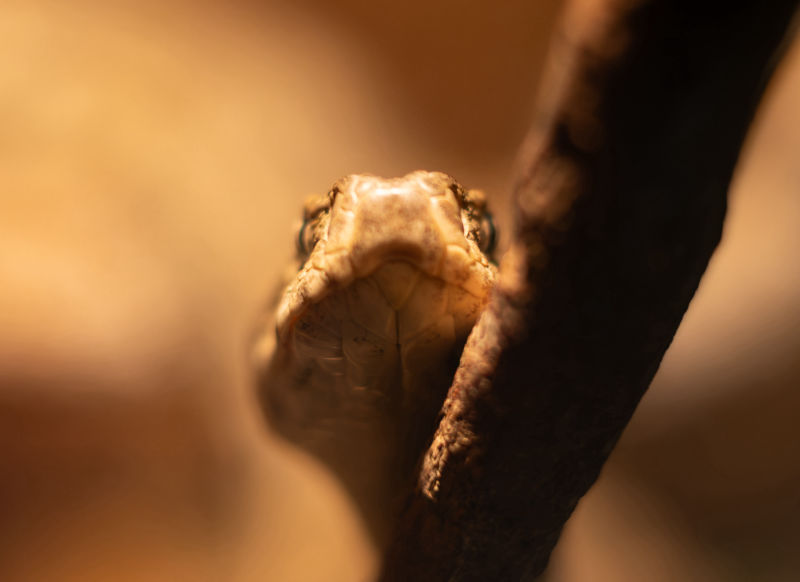 Tiger Rattlesnake