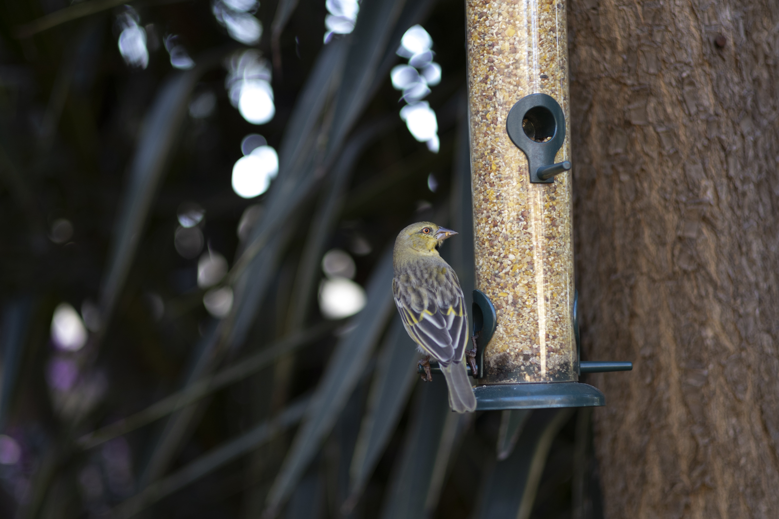 Birds on Feeder