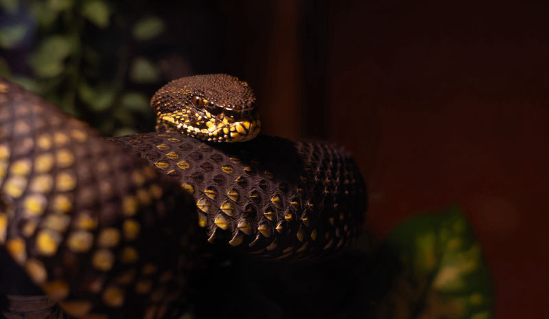 Mangrove Pit Viper