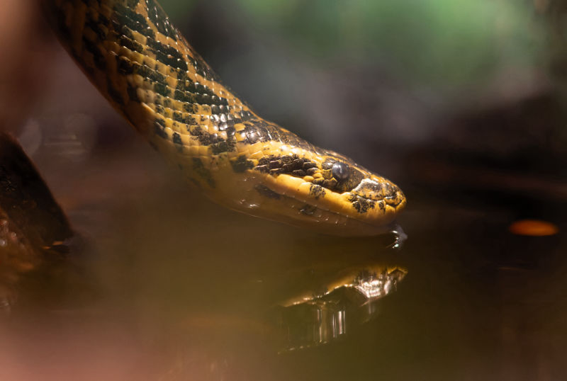 Yellow Anaconda