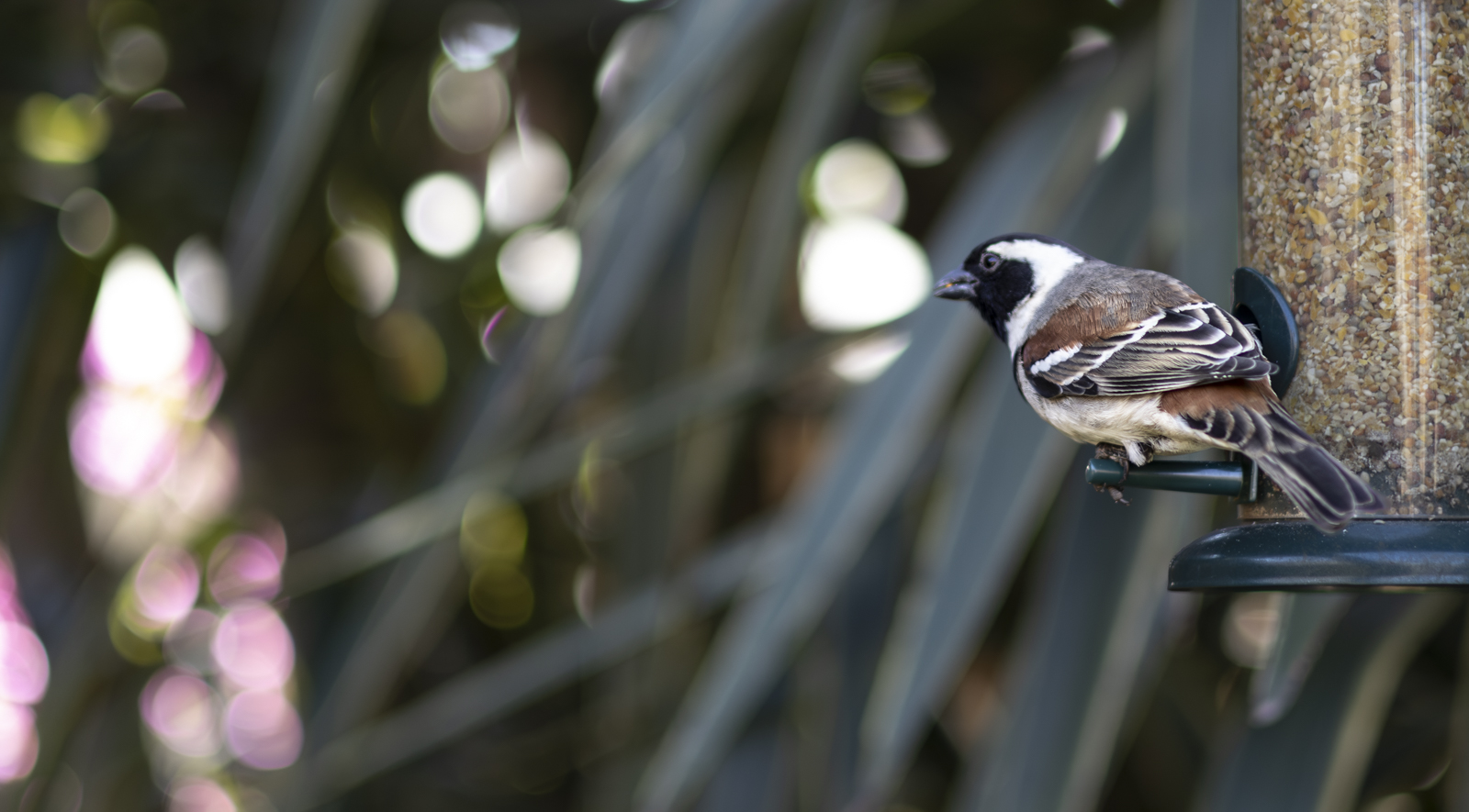 Birds on Feeder