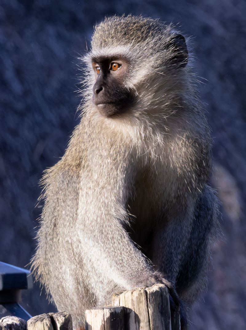 Monkey
