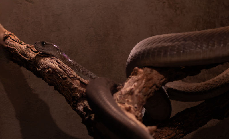 Black Mamba