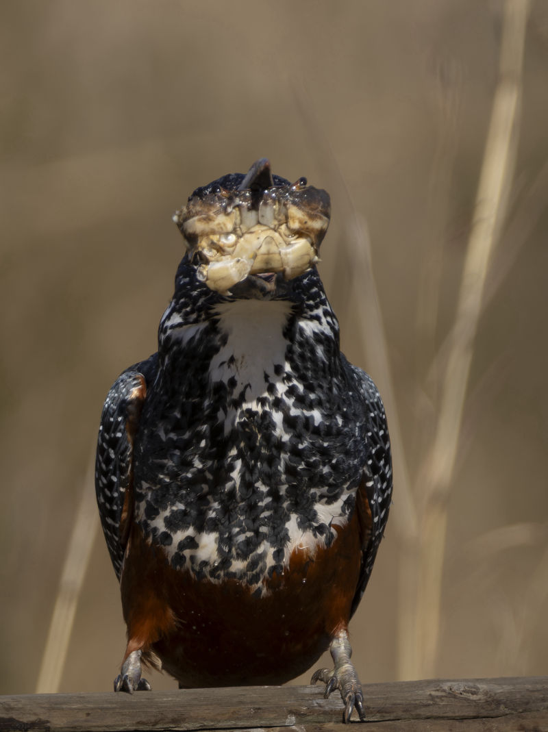 Giant Kingfisher with crab in mouth