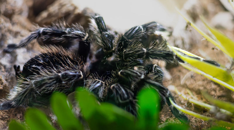 Tarantula