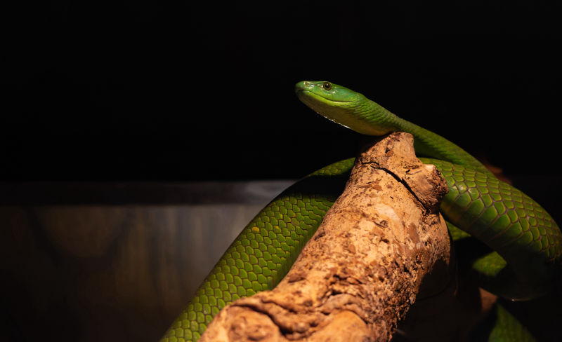 Green Mamba
