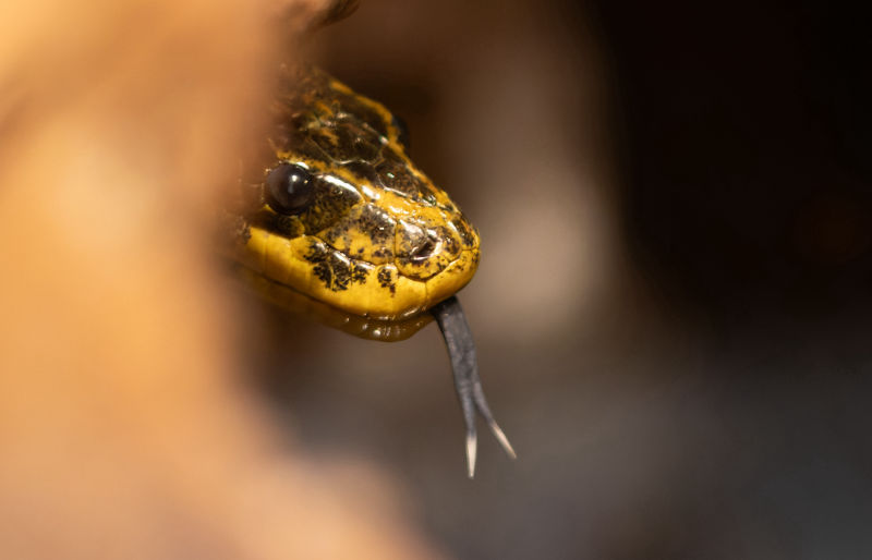 Yellow Anaconda