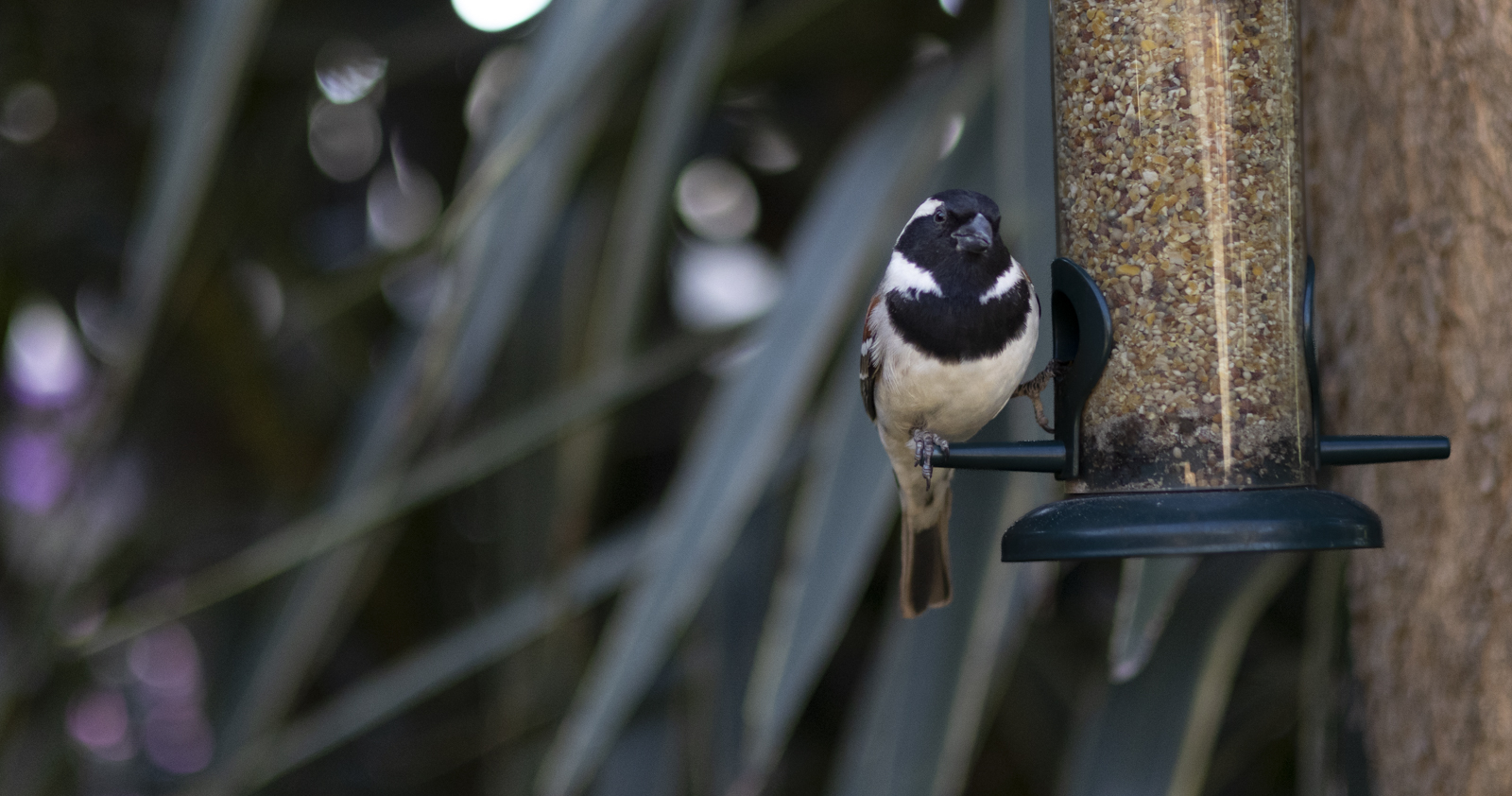 Bird on feeder