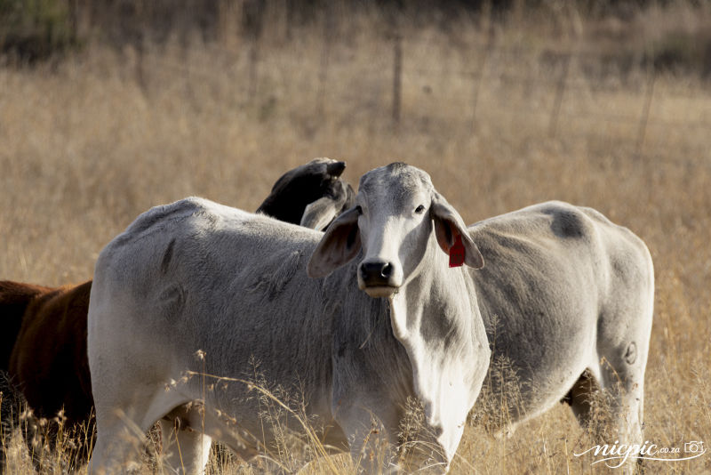 Cattle grazing