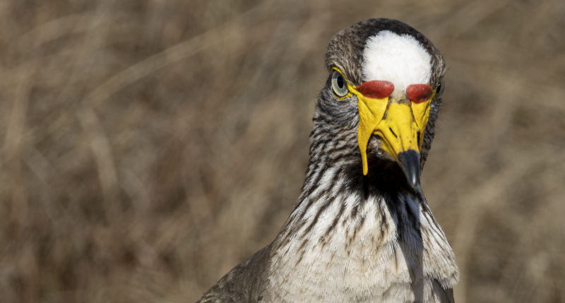  African wattled lapwing