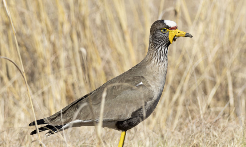  African wattled lapwing