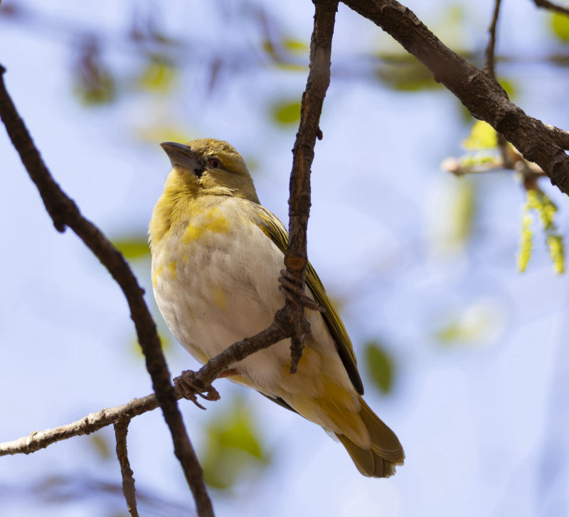 Weaver bird