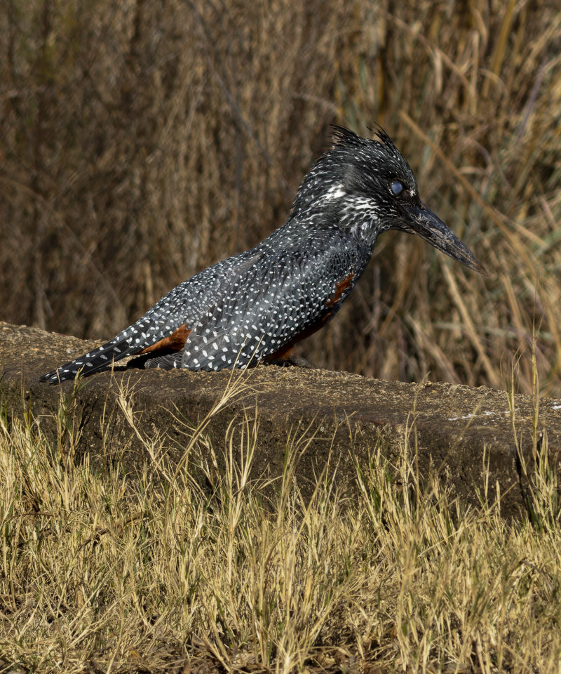 Giant Kingfisher
