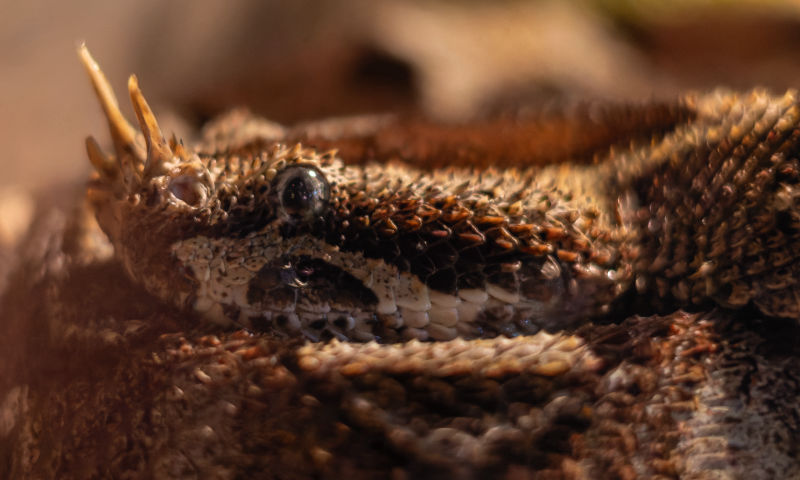 Many Horned Adder