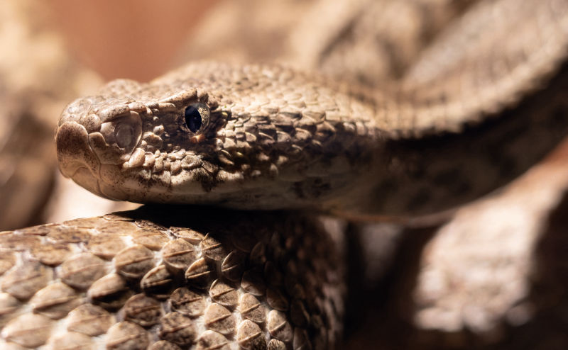 Tiger Rattlesnake