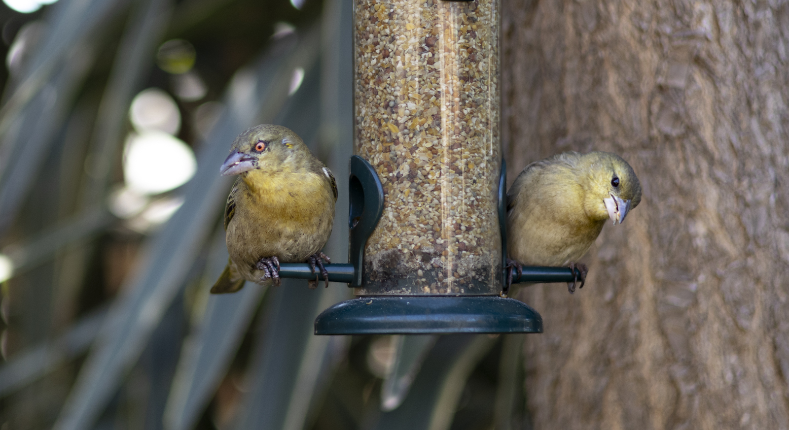 Birds on Feeder