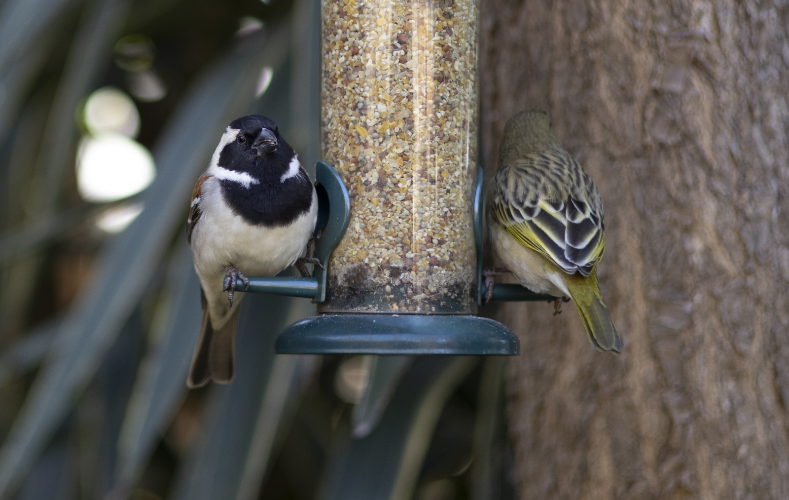 Birds on Feeder