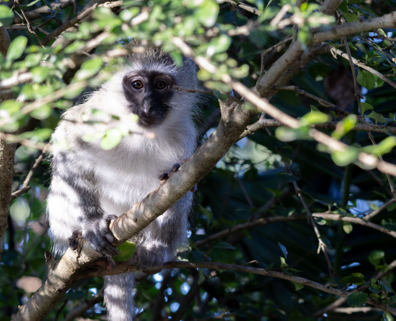 Monkey