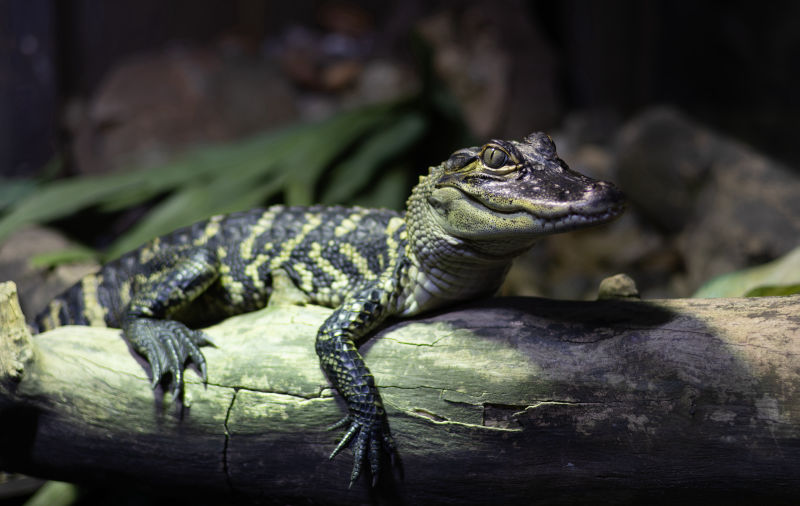 Alligator