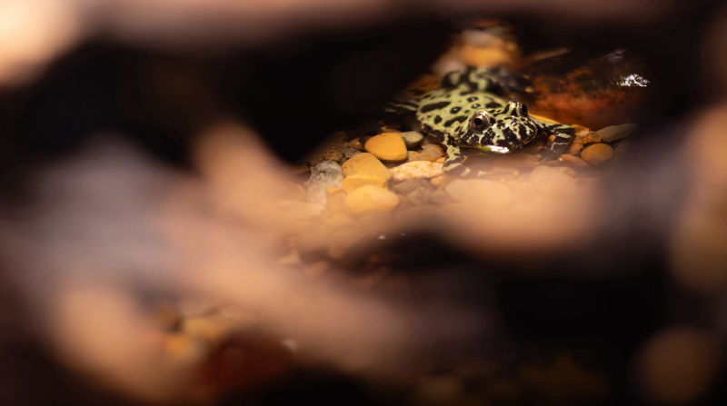 Fire-Bellied Toad