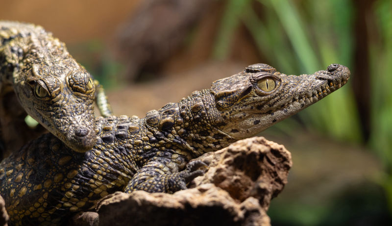 Baby Crocodiles