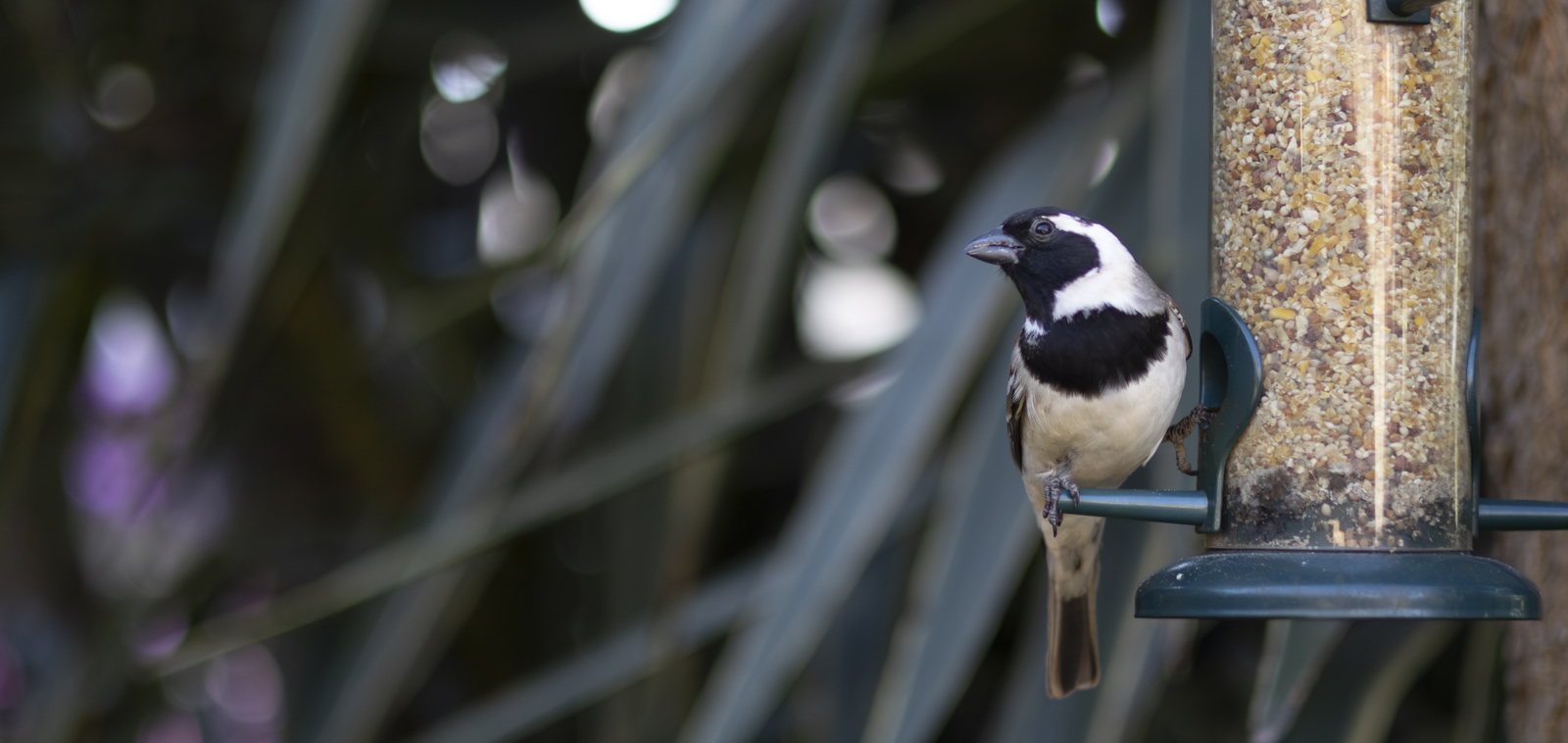 Birds on Feeder