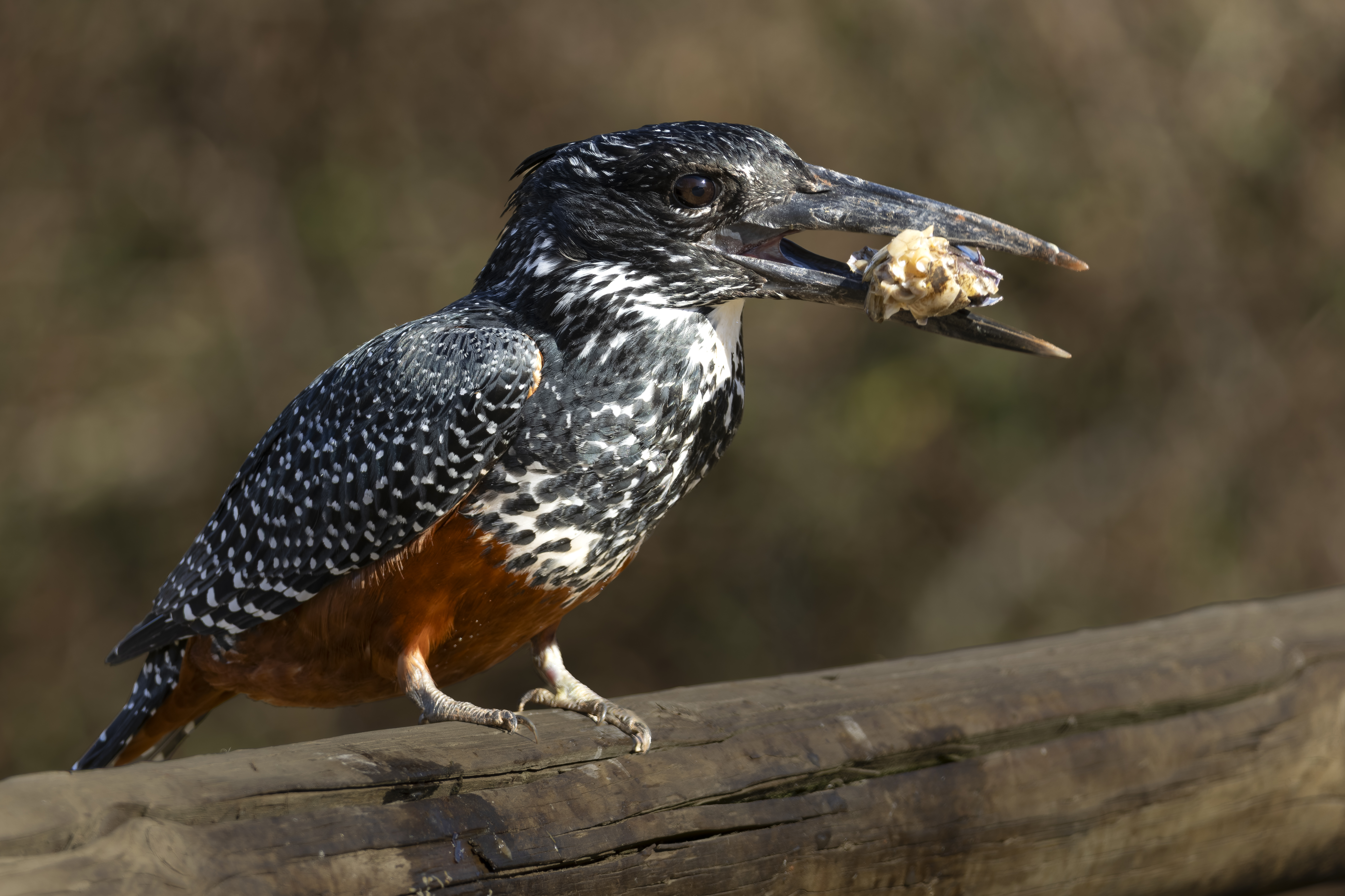 Female Giant Kingfisher